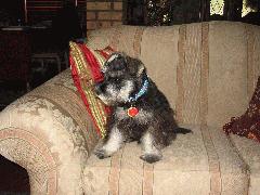 Harley IMG_2997.JPG Harley IMG_2997.JPG